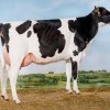 H.K. Holsteins Ingrid 83 (Goldchip Aussie)_kl